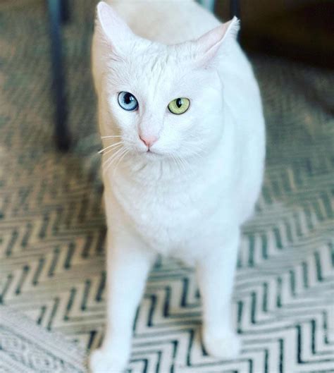 how to know if my cat is khao manee|Khao Manee: Cat Breed Profile, Characteristics.